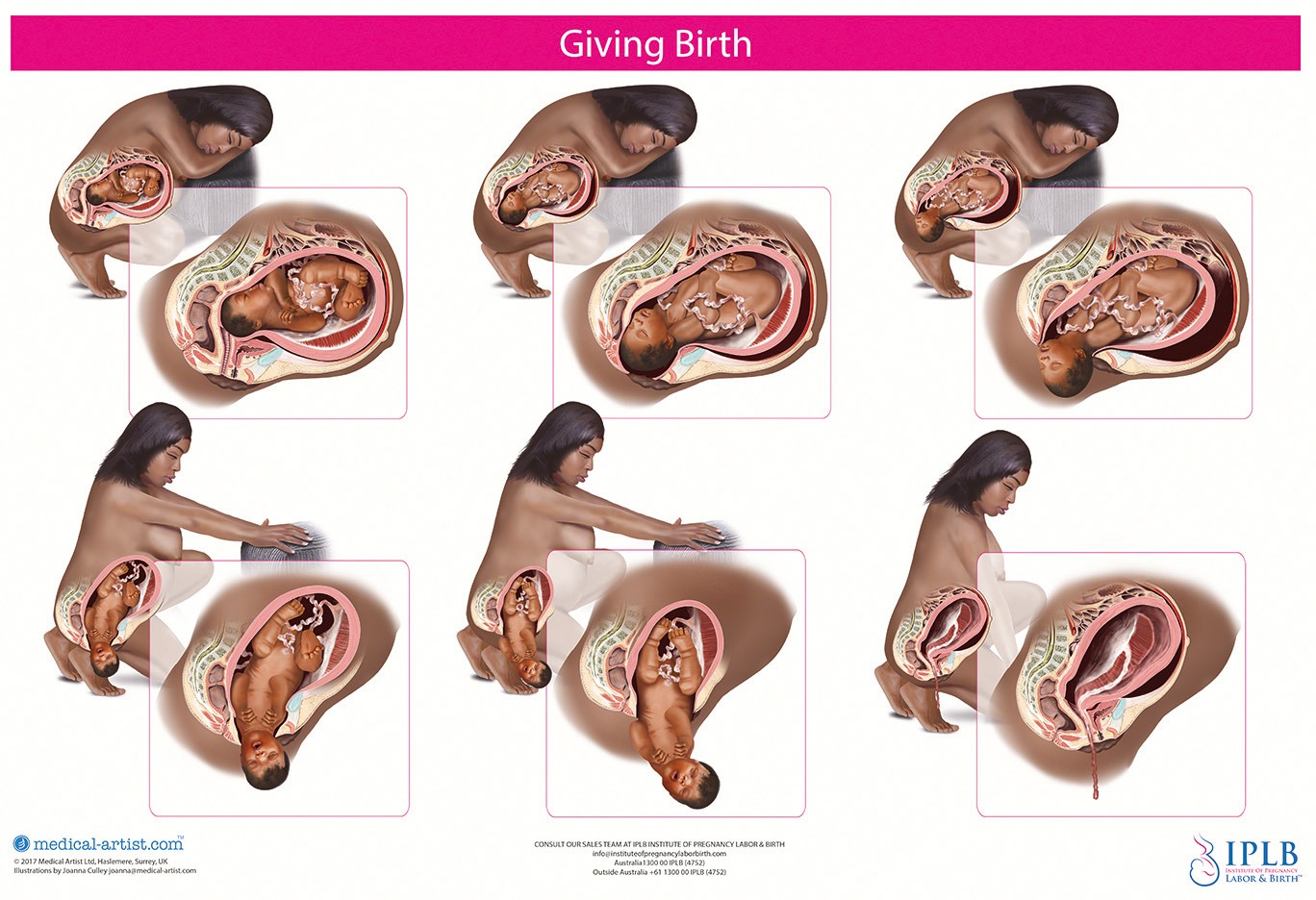 Anatomical Charts: Pregnancy, Labour & Birth - Medical Artist